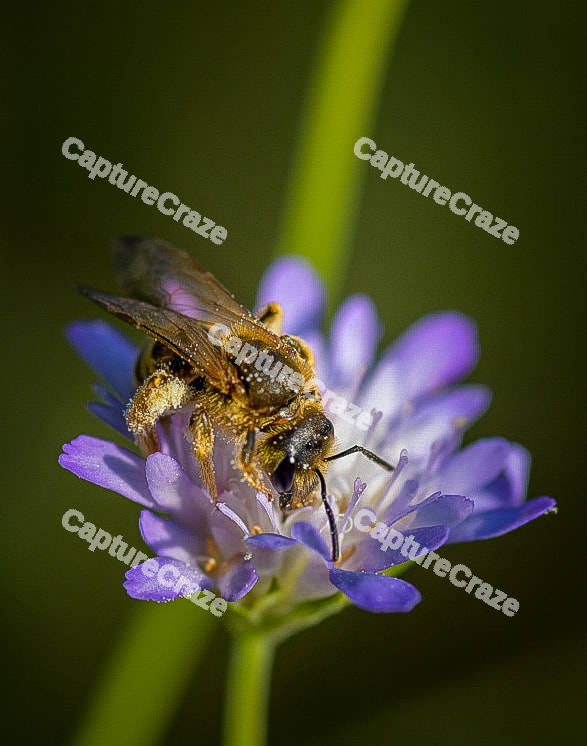 Bee on lavender flower